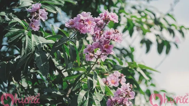 Lãng đãng chiều Hà Nội mùa bằng lăng tím